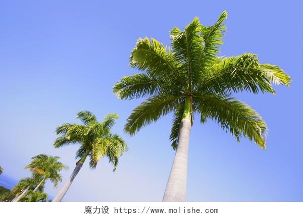 在热带地区的棕榈树